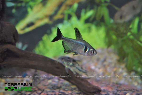 Cá Hắc Kỳ 3 Cách thiết lập môi trường bể thủy sinh phù hợp cho cá Hắc Kỳ