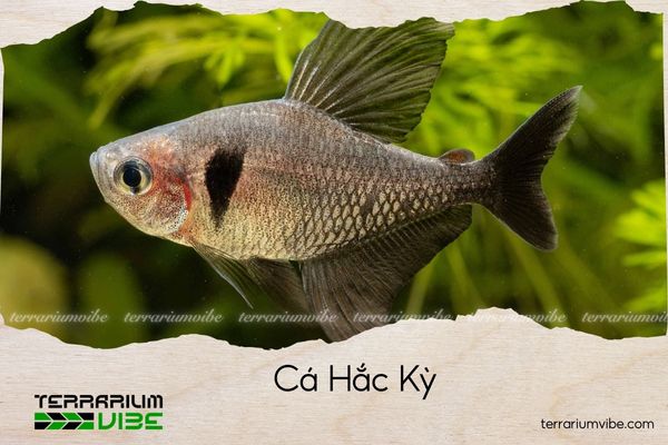 ca-hac-ky cá hắc kỳ