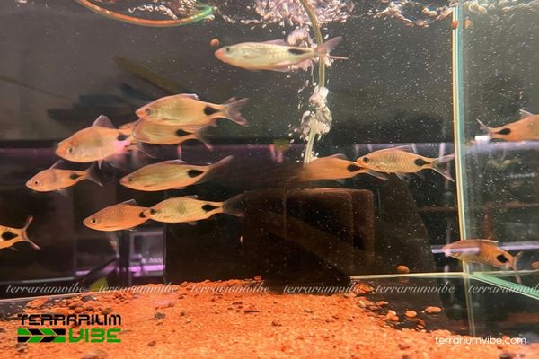 Cá Hồng Mi Bóng Đêm 3 Hướng dẫn chăm sóc cá Hồng Mi Bóng Đêm trong bể thủy sinh