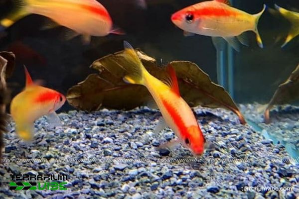 Cá Hồng Mi Vàng 1 Cá Hồng Mi Vàng là loài cá cảnh nước ngọt, tính cách ôn hòa, dễ nuôi