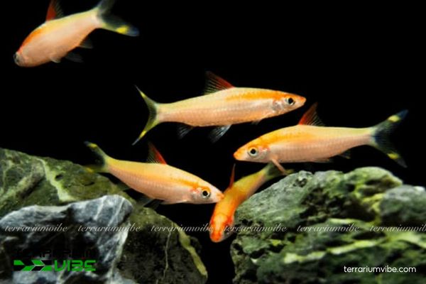 Cá Hồng Mi Vàng 2 Cá thân thuôn dài, vàng kim ánh đỏ, sọc đỏ từ mắt đến đuôi viền đỏ cam