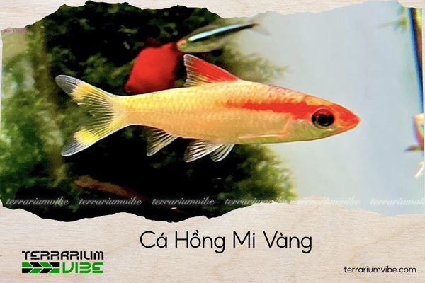 ca-hong-mi-vang Cá Hồng Mi Vàng