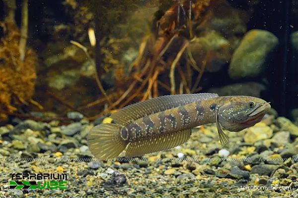 Cá Lóc Cảnh 1 Tìm hiểu tổng quan về phân loại học của cá Lóc Cảnh