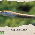 cá lóc cảnh