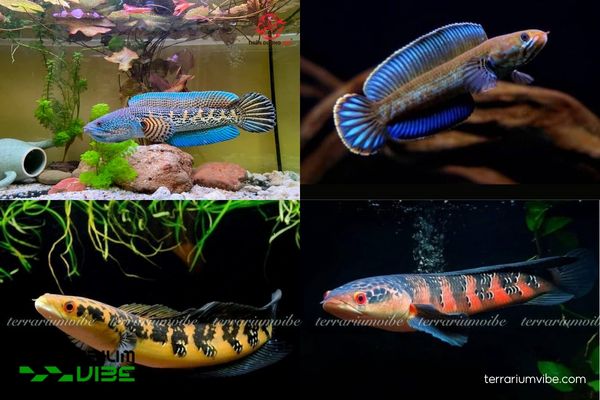 Cá Lóc Cảnh 2 Cá Lóc Cảnh với nhiều dòng các khác nhau về màu sắc và hoa văn