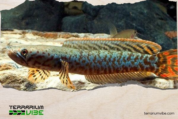 Cá lóc cầu vồng ngũ sắc 4 Giá cá lóc cầu vồng ngũ sắc tham khảo