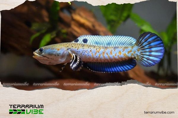 Cá lóc cầu vồng vây xanh 1 Thông tin học thuật về cá lóc cầu vồng vây xanh