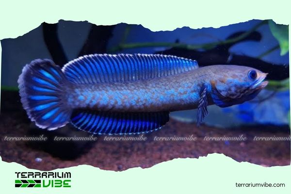 Cá lóc cầu vồng vây xanh 2 Đặc điểm nhận dạng và tập tính nổi bật của cá lóc cầu vồng vây xanh