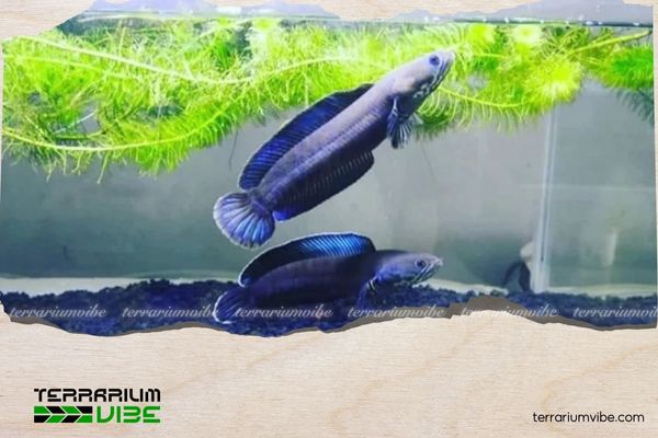 Cá lóc cầu vồng vây xanh 3 Hướng dẫn chăm sóc cá lóc cầu vồng vây xanh trong hệ sinh thái terrarium