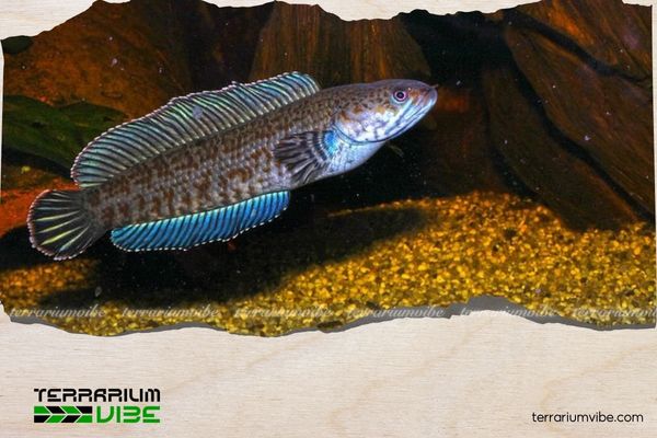 Cá lóc cầu vồng vây xanh 4 Giá bán tham khảo cá lóc cầu vồng vây xanh trên thị trường