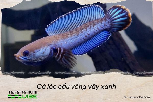 ca-loc-cau-vong-vay-xanh Cá lóc cầu vồng vây xanh