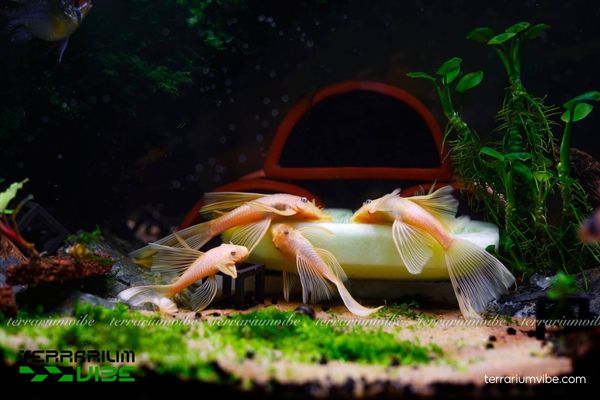 Cá Longfin 1 Tìm hiểu về phân loại học về cá Longfin