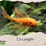 cá longfin