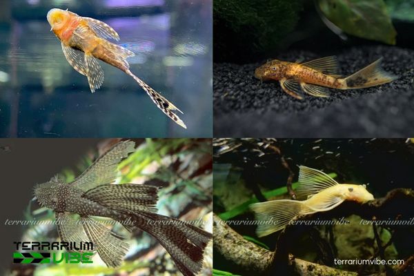 Cá Longfin 2 Cá Longfin có thân dẹt, miệng giác hút và vây dài mềm mại