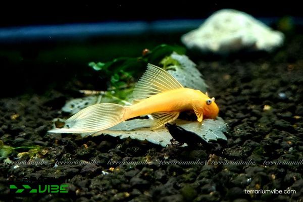 Cá Longfin 24K 1 Thông tin về phân loại học của cá Longfin 24K