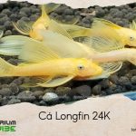 cá longfin 24k