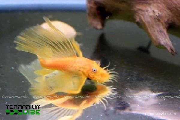 Cá Longfin 24K 2 Cá Longfin 24K có màu vàng, thân thuôn dẹt với vây dài và râu nổi bật ở con đực