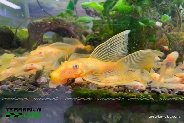 Cá Longfin 24K 3 Một số lưu ý cần thiết khi thiếp lập môi trường sống phù hợp cho các Longfin 24K