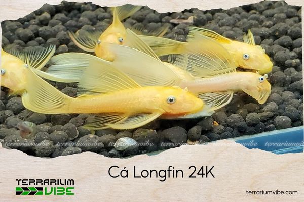 ca-longfin-24k cá longfin 24k