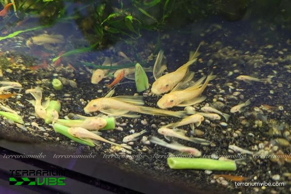 Cá Longfin 3 Hướng dẫn cách chăm sóc và điều kiện môi trường sống cá Longfin