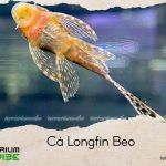 Cá Longfin Beo