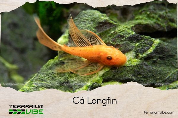 ca-longfin cá longfin
