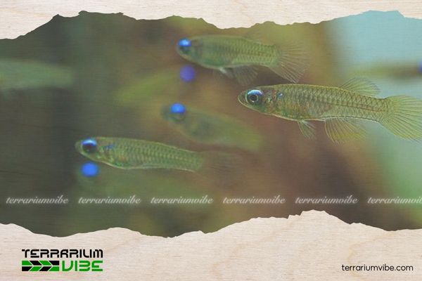 Cá Mắt Đèn 4 Chế độ ăn uống của Cá Mắt Đèn