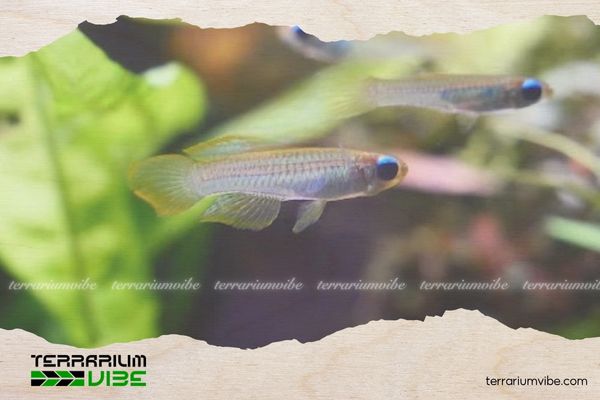 Cá Mắt Đèn 5 Giá của cá Mắt Đèn tham khảo