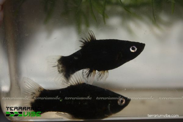 Cá Mún Đen 1 Cá Mún Đen là loài cá cảnh nước ngọt thuộc dòng cá Mún