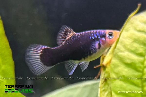 Cá Mún Đen 2 Cá Mún có vẻ ngoài ngắn dẹp và toàn thân có màu đen