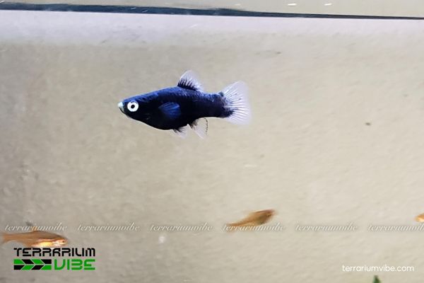 Cá Mún Đen 3 Những điều kiện chăm sóc cần lưu ý trong nuôi cá trong terrarium