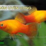 cá mún uyên ương