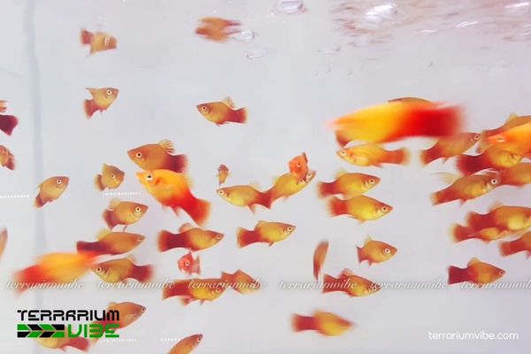 Cá Mún Uyên Ương 2 Platy Uyên Ương có tính ôn hòa, vẻ ngoài nhỏ gọn cùng màu sắc rực rỡ