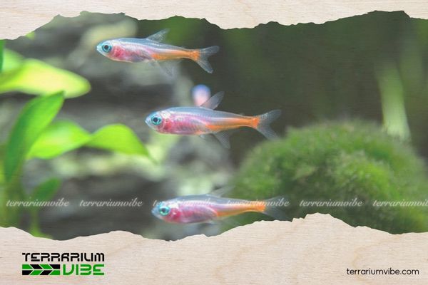 Cá Neon Bạch Kim 1 Thông tin học thuật về Neon Bạch Kim