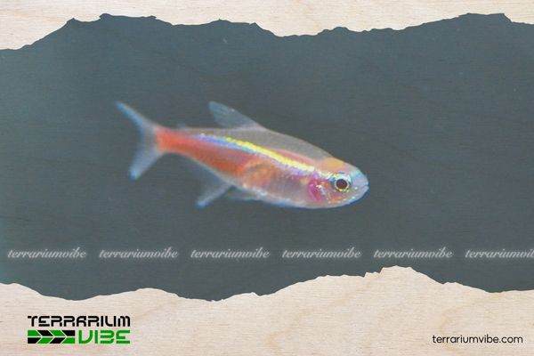 Cá Neon Bạch Kim 2 Hình dáng và màu sắc của Neon Bạch Kim