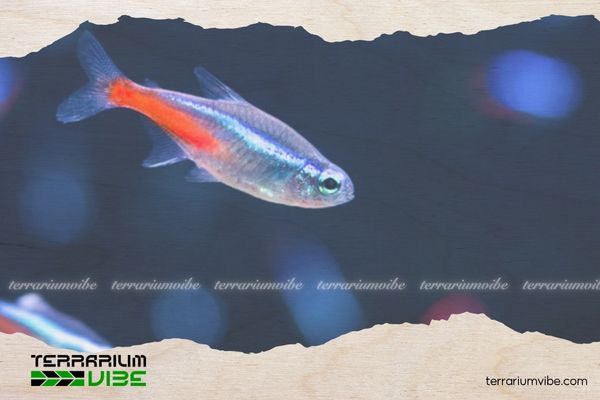 Cá Neon Bạch Kim 3 Kích thước trưởng thành của Neon Bạch Kim