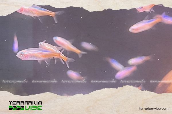 Cá Neon Bạch Kim 4 Chế độ ăn uống của Neon Bạch Kim