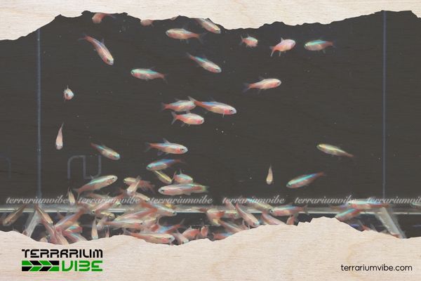 Cá Neon Bạch Kim 5 Giá của cá Neon Bạch Kim tham khảo