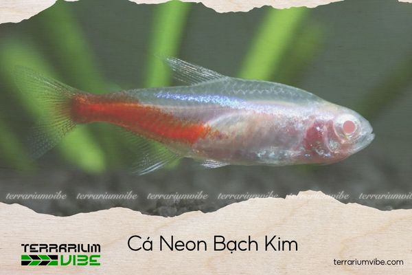 ca-neon-bach-kim Cá Neon Bạch Kim