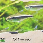 Cá Neon Đen
