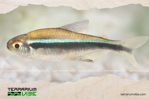 Cá Neon Đen 4 Chế độ ăn uống của Neon đen