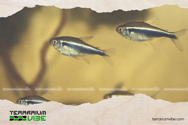 Cá Neon Đen 5 Giá của Neon Đen tham khảo