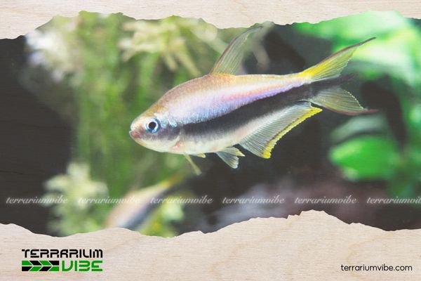 Cá Neon Hoàng Đế 4 Chế độ ăn uống của Neon Hoàng Đế