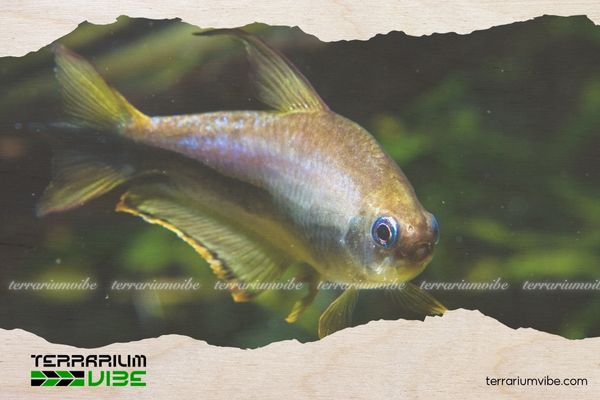 Cá Neon Hoàng Đế 5 Giá của cá Neon Hoàng Đế tham khảo