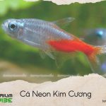 Cá Neon Kim Cương