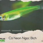 Cá Neon Ngọc Bích