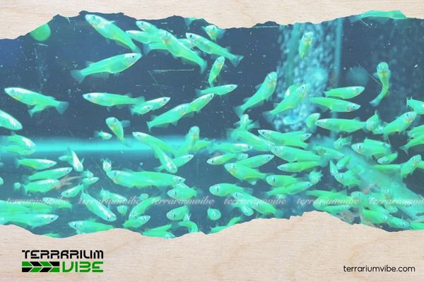 Cá Neon Ngọc Bích 4 Ghép cá Neon Ngọc Bích với cá khác