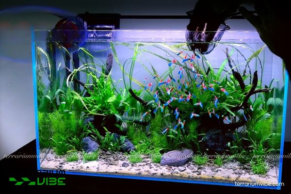 Cá Neon thường 3 Lưu ý khi thiết lập bể và điều kiện môi trường phù hợp