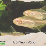 Cá Neon Vàng