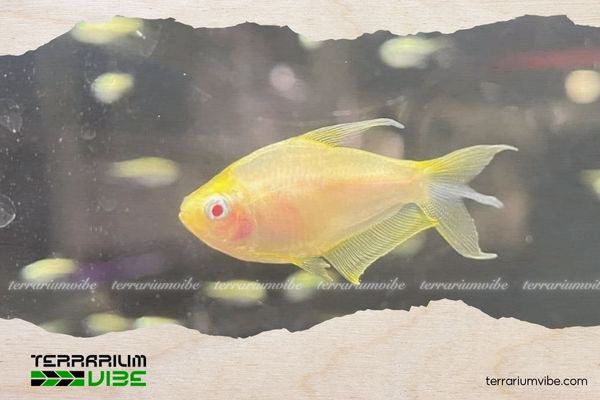 Cá Neon Vàng 5 Giá của cá Neon Vàng tham khảo